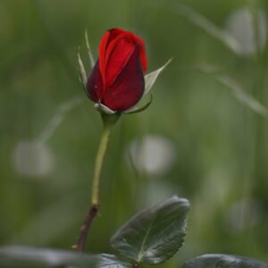 ROSE ROUGE